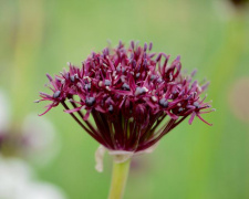 Dekoratyvinis česnakas "ATROPURPUREUM" 10 vnt. 