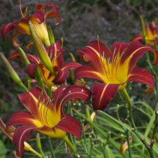 VIENDIENĖ "AUTUMN RED" 