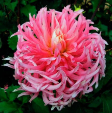 JURGINAS "HOLLYHILL COTTON CANDY" 