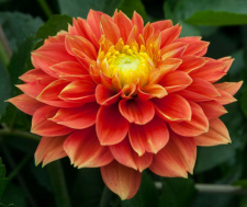 Jurginas "SUNSET TROPICAL"