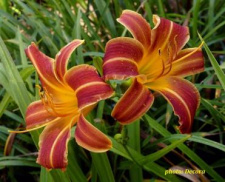 VIENDIENĖ "EVERY DAYLILY RED" 