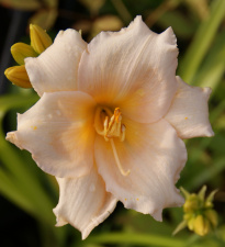 VIENDIENĖ "MINI PEARL" 