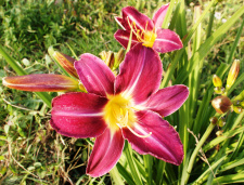 VIENDIENĖ "EVERY DAYLILY RED" 