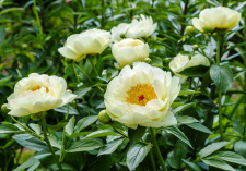 Bijūnų "LEMON CHIFFON" sėjinukai 2023 m. 10 mėn.