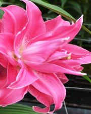 LELIJA RYTINĖ "LOTUS WONDER" 1 vnt 
