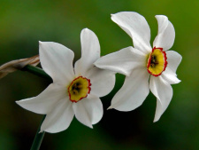 Narcizas Poetinis (Narcissus recurvus) 