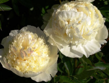 Bijūnas "BRIDAL GOWN" siunčiamas nuo 2026 m. 09 mėn. 