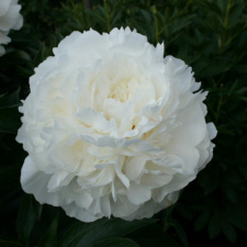 Bijūnas "CASABLANCA" siunčiamas nuo 11 mėn. 15 dienos 