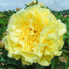 Bijūnas "DUCHESSE DE LORRAINE" 03 mėn. 