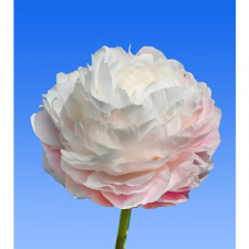 Bijūnas "DYNASTY" siunčiamas nuo 2026 m. 10 mėn. 