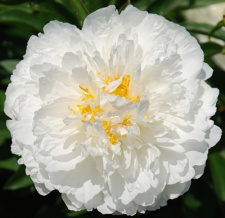 Bijūnas "FRINGED IVORY" 