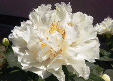 Bijūnas "GRAND MASSIVE" siunčiamas nuo 2026 m. 10 mėn. 