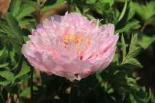 Sumedėjęs bijūnas "HEAVENLY PINK" nuo 11 mėnesio 