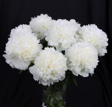 Bijūnas "IVORY VICTORY"