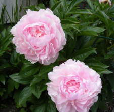 Bijūnas "LADY ORCHID" siunčiamas nuo 2026 m. 03 mėn.