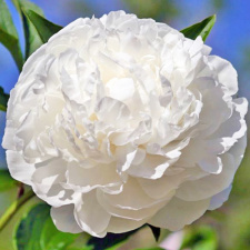 Bijūnas "MOTHER'S DAY" siunčiamas nuo 2026 m. 10 mėn. 