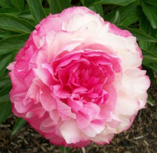 Bijūnas "ROSE HART" 