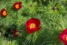 Bijūnas SIAURALAPIS (P.tenuifolia) 2022 m. 10 mėn. 