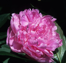 Bijūnas "VIVID ROSE" 