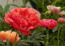 Bijūnas "CORAL CHARM" 