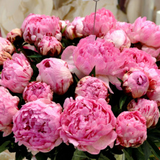 Bijūnas "SARAH BERNHARDT UNIQUE" 3L vazone