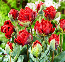 Tulpės 'ROCOCO DOUBLE" 