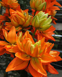 LELIJA AZIJINE "HULK" 