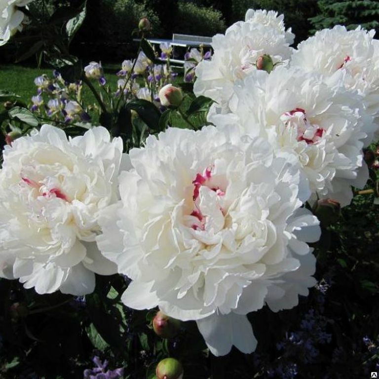 Bijūnas "FESTIVA MAXIMA" siunčiamas nuo 2026 m. 10 mėn. 