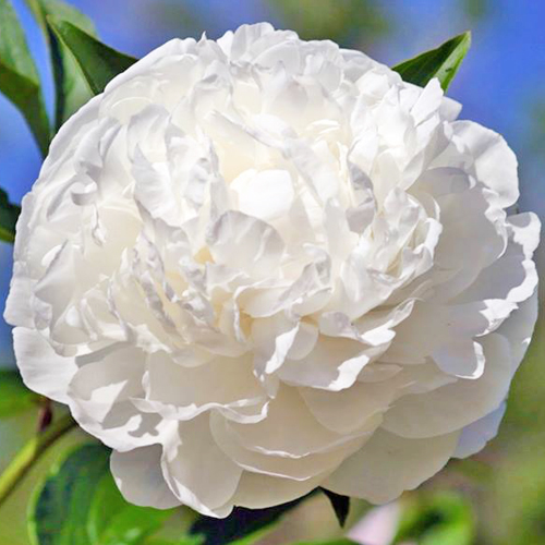 Bijūnas "MOTHER'S DAY" siunčiamas nuo 2026 m. 10 mėn. 