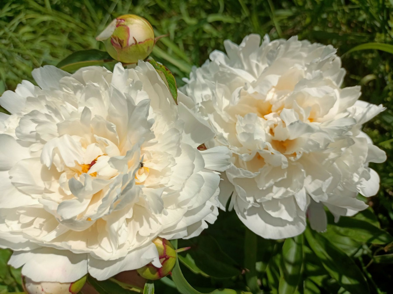 Bijūnas "STEVENS CHOICE" nuo 2026m. 10 mėn. 