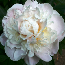 Bijūnas "GARDENIA" 