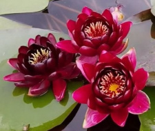 Vandens lelija "BLACK PRINCESS" 