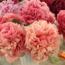 Bijūnas "GLOWING RASPBERRY ROSE" siunčiamas nuo 2026 m. 10 mėn. 