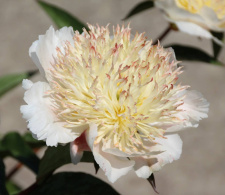 Bijūnas "PLAINSMAN" 