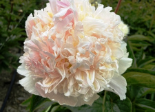 Bijūnas "MANHATtAN" siunčiamas nuo 2026 m. 10 mėn. 