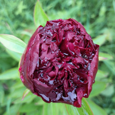 Bijūnas "RED GRACE" siunčiamas nuo  09mėn.