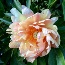 Bijūnas "ROYAL BLUSH" (Itoh) siunčiamas nuo 2026 m. 10 mėn. 