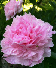 Bijūnas "SARAH BERNHARDT UNIQUE" 2023 m. 09 mėn.