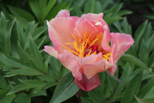 Bijūnas "SUNSHINE SENSATION" (Itoh) siunčiamas nuo 2026 m. 10 mėn. 